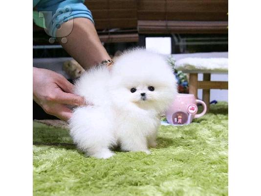 Πωλούνται κουτάβια Pomeranian